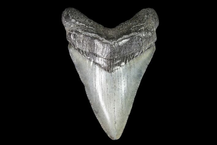 Juvenile Megalodon Tooth - Georgia #101340